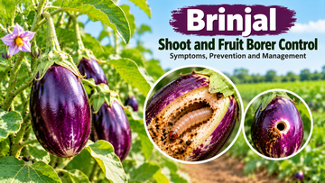 Brinjal Shoot and Fruit Borer Control: Symptoms, Prevention and Management