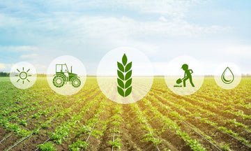 Smart Farming Tips to Increase Your Crop Yield