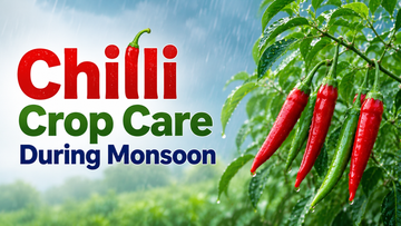Farmer inspecting chilli plants for monsoon pest damage