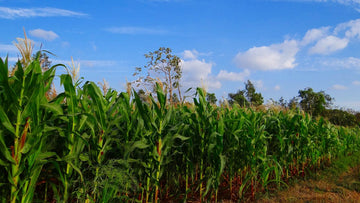 How Delegate Protected My Maize Crop from Fall Armyworm and Increased Yield