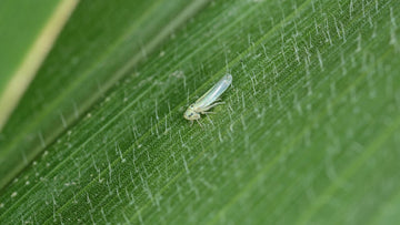 The Ultimate Guide to Managing Sucking Pests in Your Crops