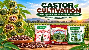 Castor Cultivation: From Hybrid Seed Selection to Harvest
