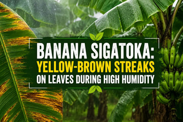 Banana Sigatoka causing yellow-brown streaks and spots on banana leaves