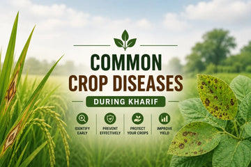 Common Crop Disease Symptoms During Kharif Season