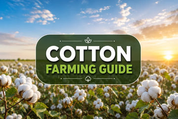 Cotton Farming Guide in India showing healthy cotton plants