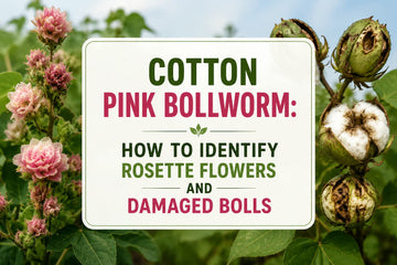 Cotton pink bollworm damage showing rosette flowers and damaged cotton bolls