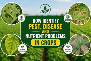 Crop pest and disease identification guide for farmers