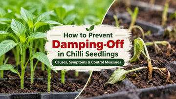 Damping off in chilli seedlings showing symptoms and seedling collapse