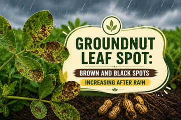 Groundnut leaf spot showing brown and black spots after rain