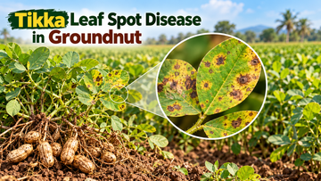 How to Identify and Manage Groundnut Tikka Leaf Spot Disease