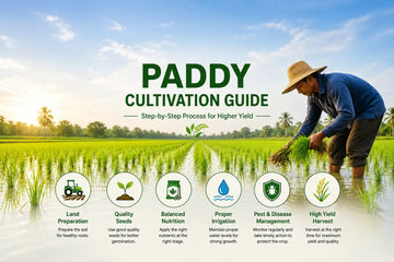 Paddy Cultivation Guide – Step-by-Step Rice Farming Process