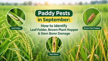 Paddy pests in September showing leaf folder, brown plant hopper and stem borer damage