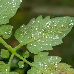 Whitefly (Tomato)