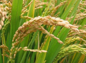 Paddy (Rice)