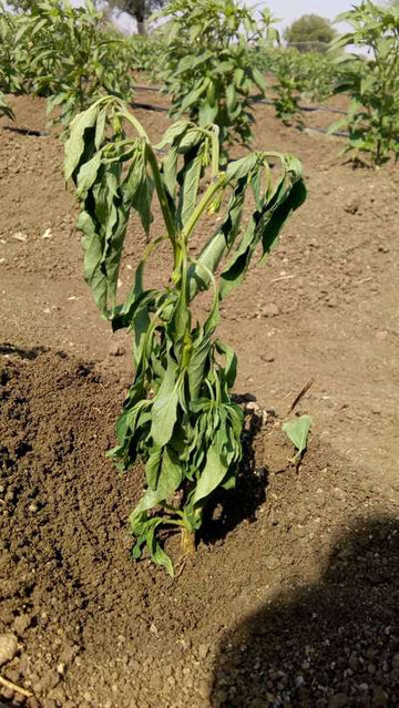 Wilt (Chilli)