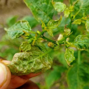 Leaf curl virus (vector control)  (Chilli)