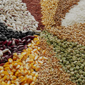 Field crop seeds online for farming in India