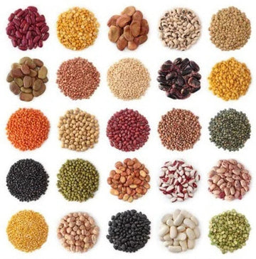 Quality Fruit Seeds online in India