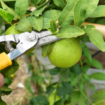 Harvesting Tools