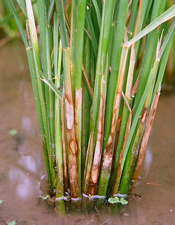 Sheath blight (Paddy)