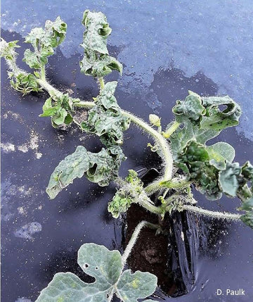 Aphids (Muskmelon & Watermelon)