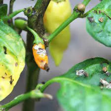 Mites (Chilli)