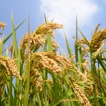 Crop Nutrition Products for Healthy Crop Growth