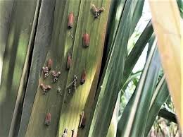 Pyrilla (leaf hopper)  (Sugarcane)