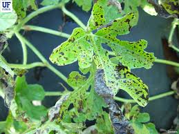 Downy mildew (Muskmelon & Watermelon)