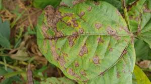 Leaf spot / Blight  (Pulses)