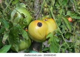 Anthracnose (All Vegetables)