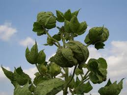 Leaf curl virus (vector control) (Cotton)