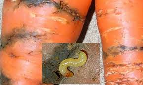 Thrips (Carrot)