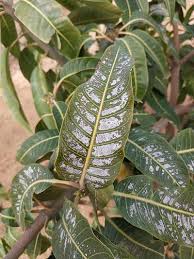 Thrips (Mango)