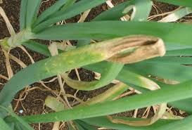 Downy mildew (Onion)