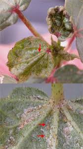 Thrips (Cotton)