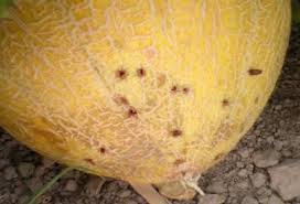 Fruit fly (Muskmelon & Watermelon)