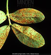 Rust (Groundnut)