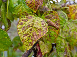 Thrips  (Pulses)