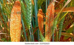 Brown rust (Wheat)