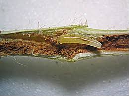 Stem fly (Soyabean)