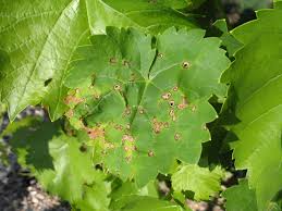 Anthracnose  (Grapes)