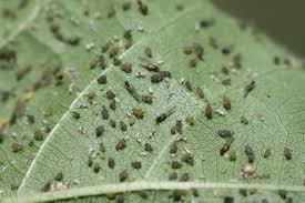 Aphids (Cotton)