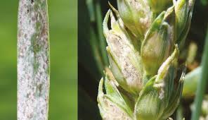 Powdery mildew  (Wheat)