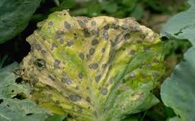 Alternaria leaf spot (Cabbage)