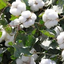 Cotton crop solutions for crop nutrition and protection