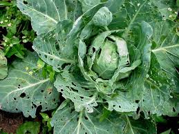 Diamond back moth (Cabbage)