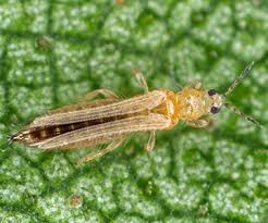 Thrips (Potato)