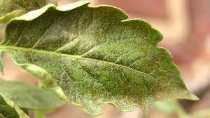Thrips (All Vegetables)