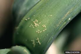 Thrips (Cauliflower)